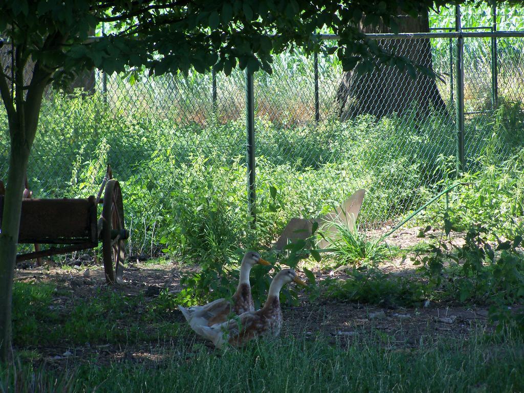 Hoeve Heidonk Horn Esterno foto